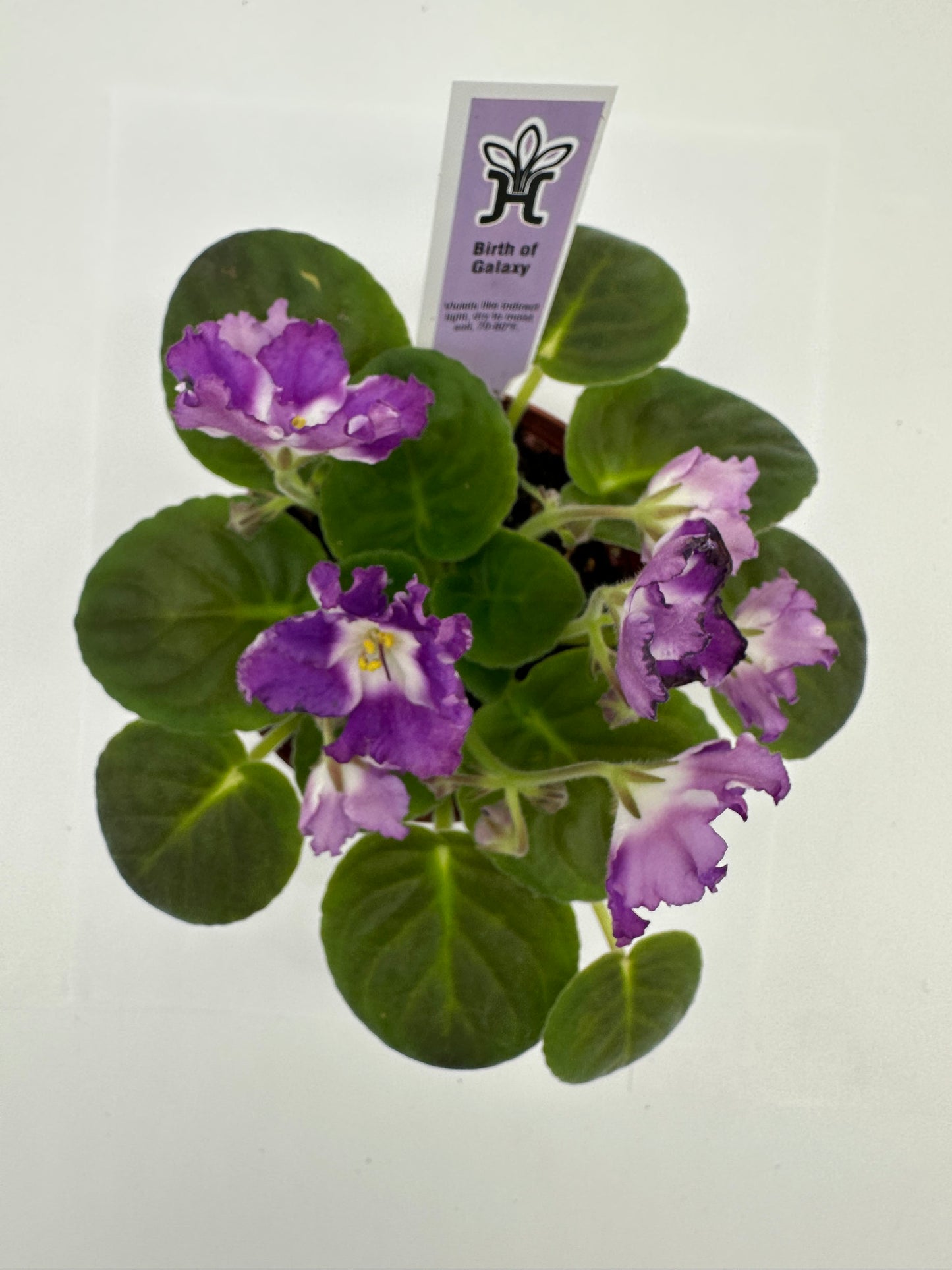 Birth of Galaxy - Live African Violet 4"