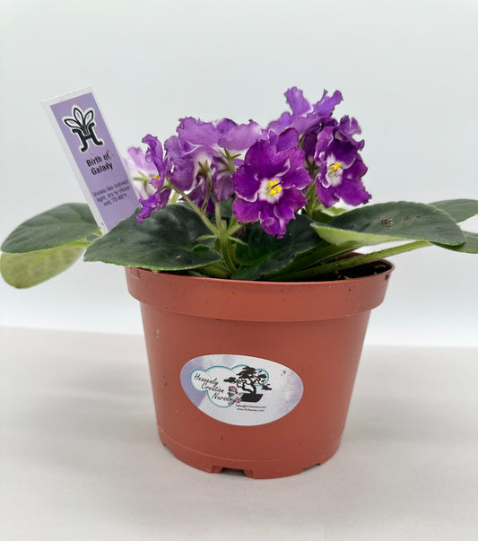 Birth of Galaxy - Live African Violet 6"