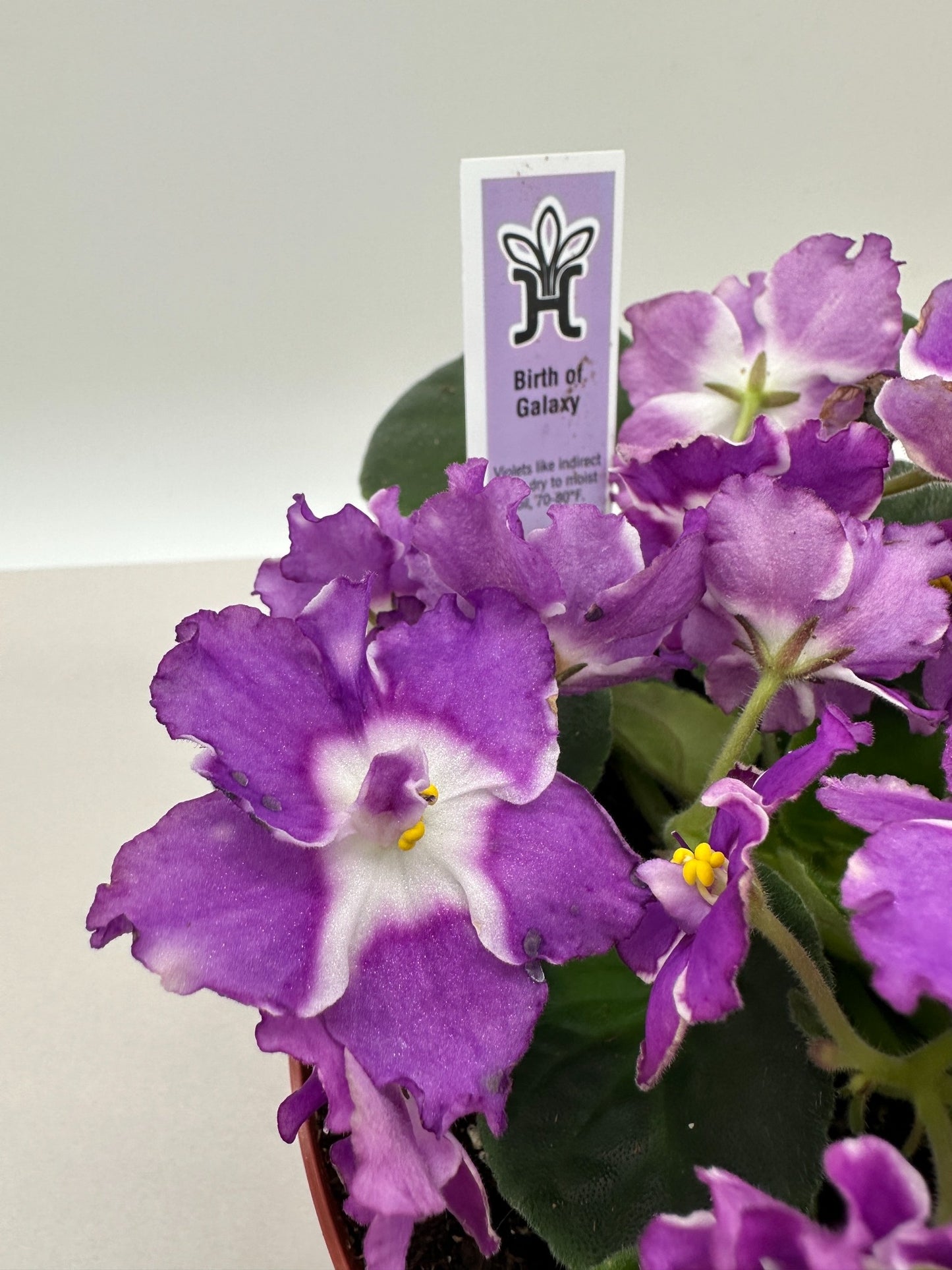 Birth of Galaxy - Live African Violet 6"