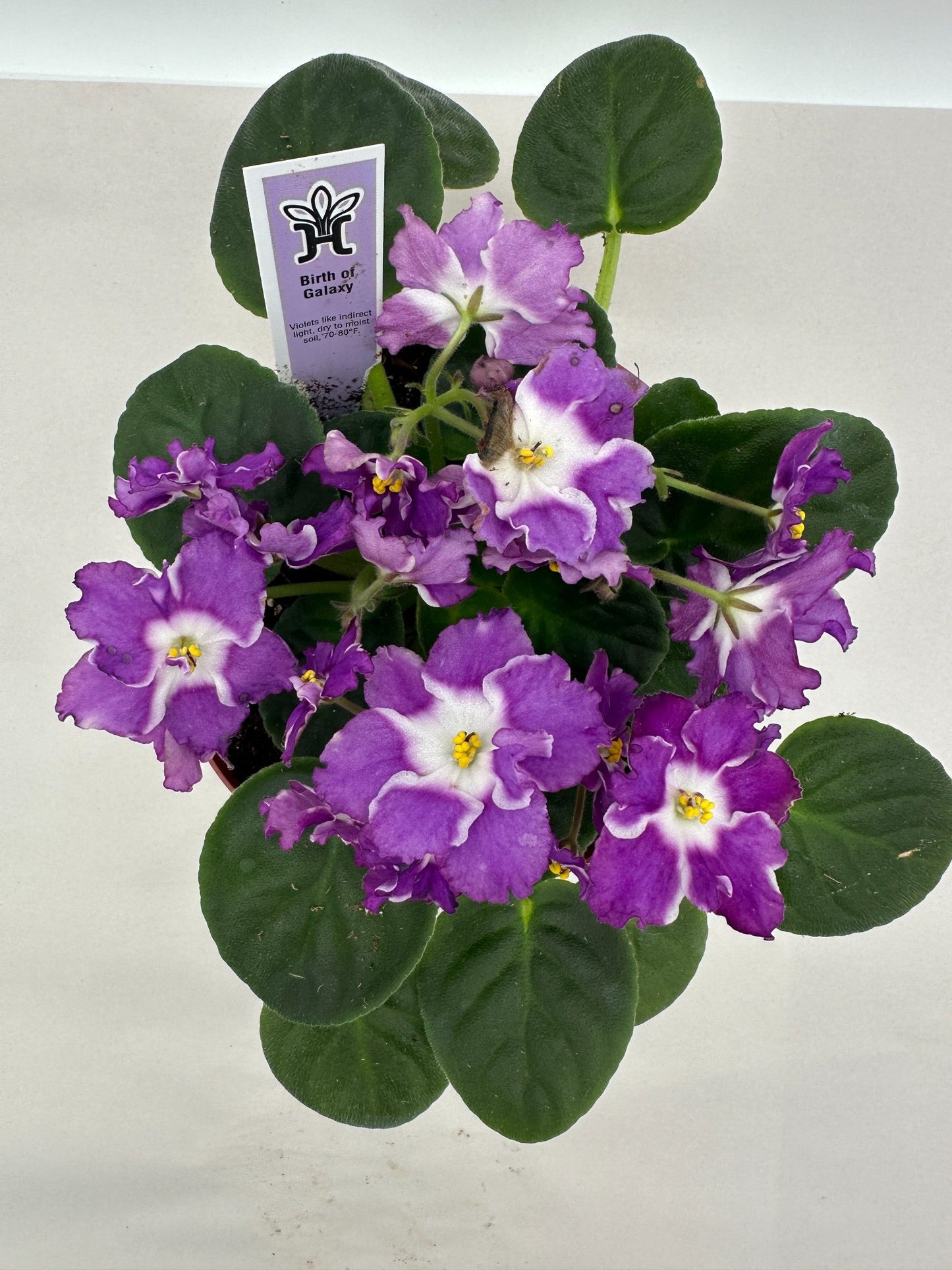 Birth of Galaxy - Live African Violet 6"