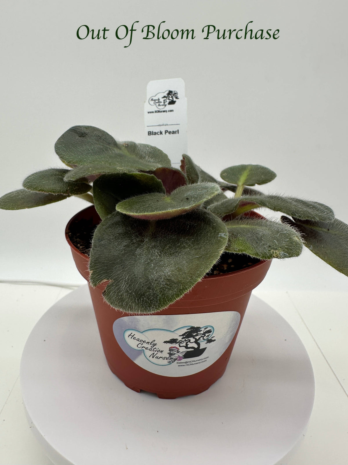 Black Pearl - Live African Violet 4"