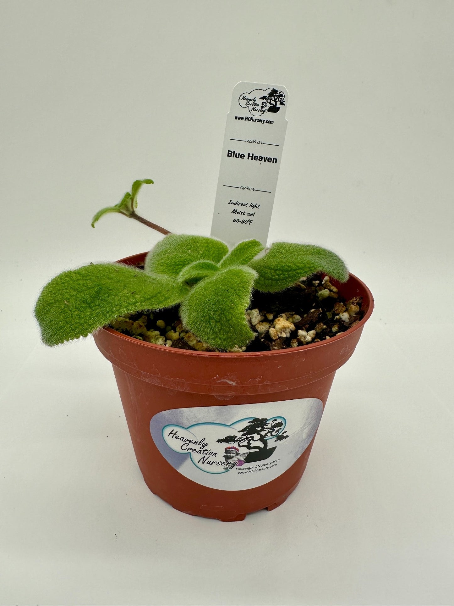 Blue Heaven - Live Episcia 4"