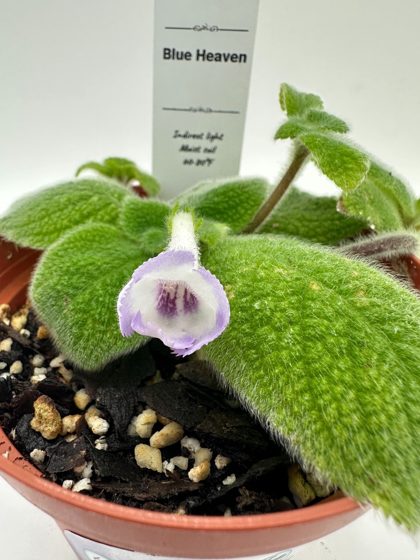 Blue Heaven - Live Episcia 4"