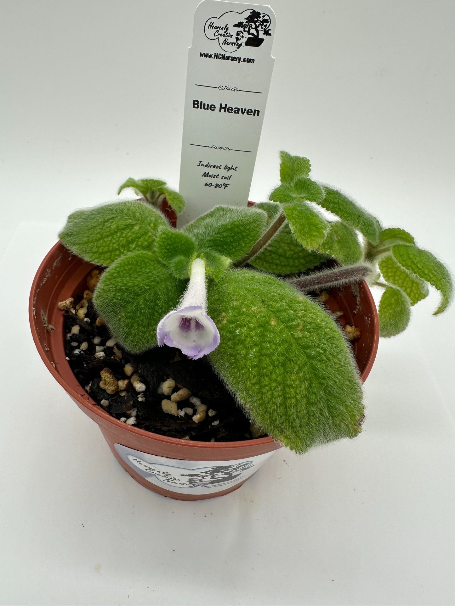 Blue Heaven - Live Episcia 4"