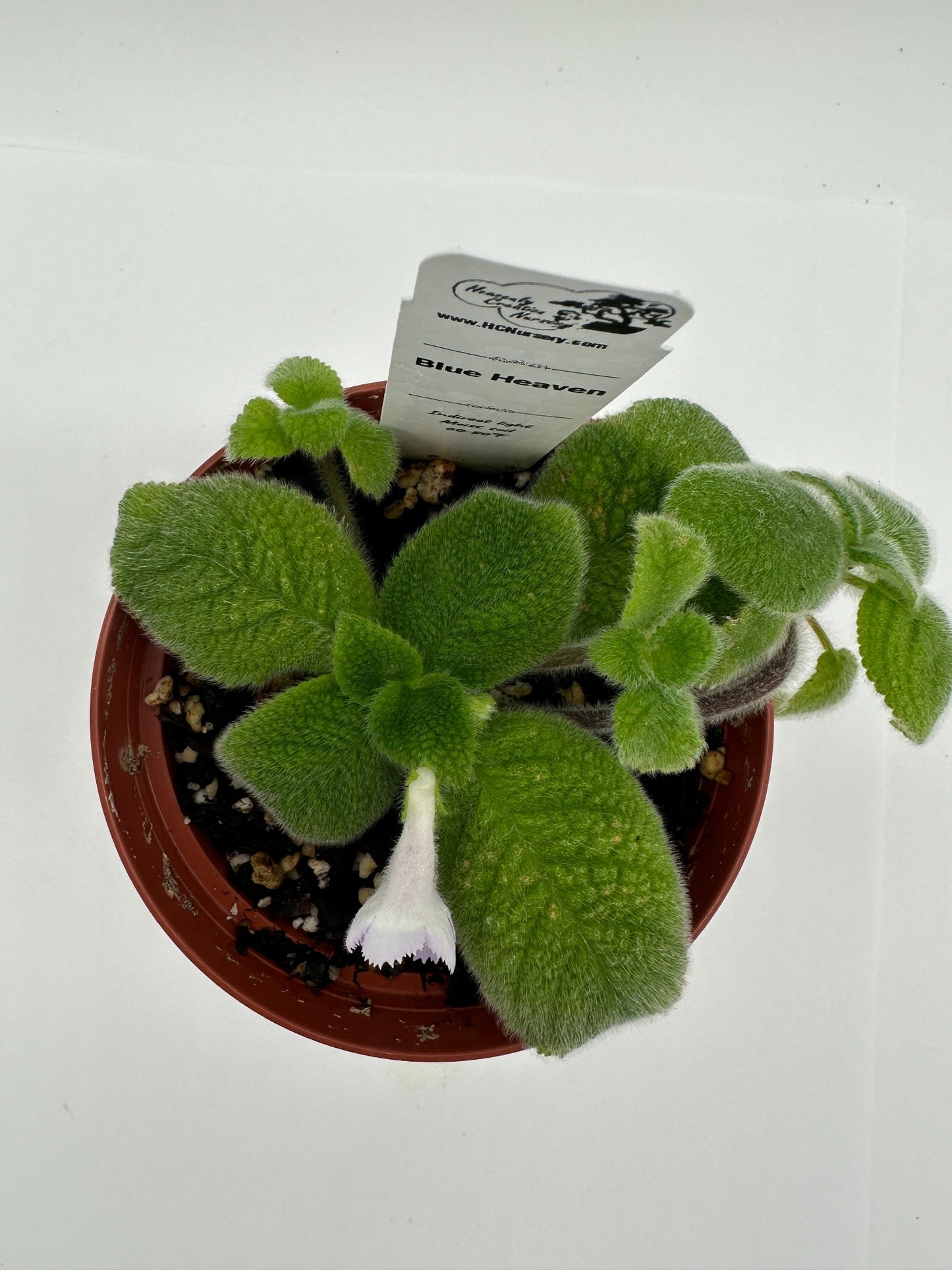 Blue Heaven - Live Episcia 4"