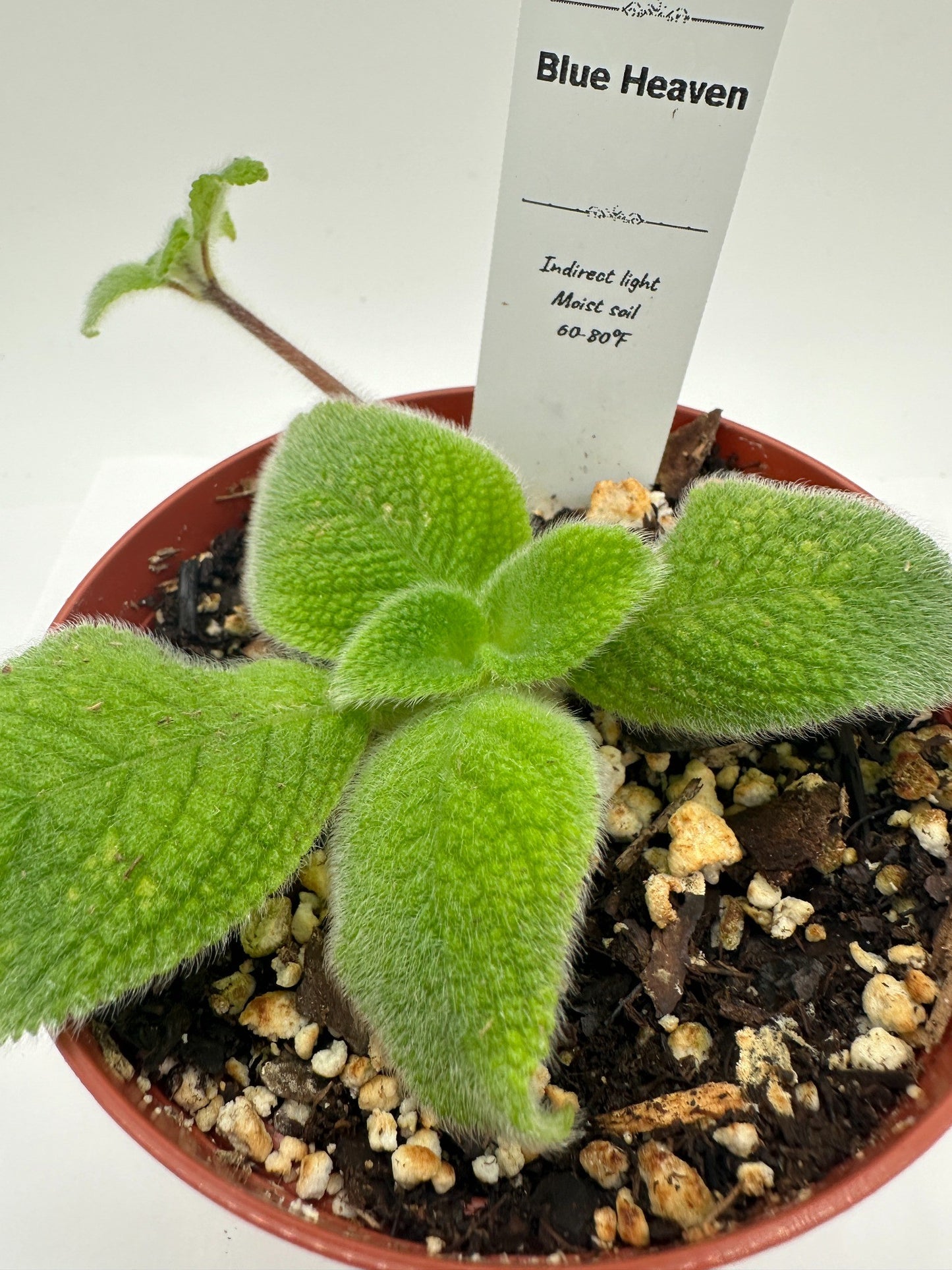 Blue Heaven - Live Episcia 4"