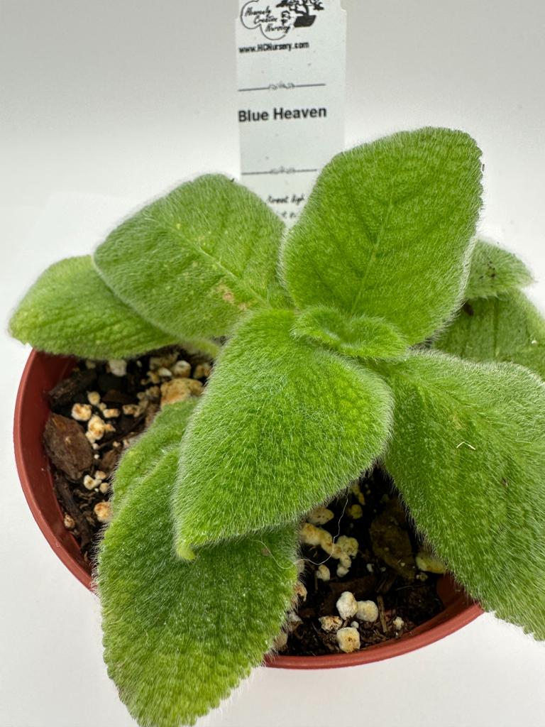 Blue Heaven - Live Episcia 4"