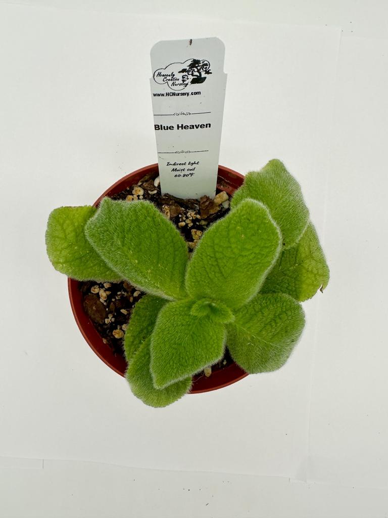 Blue Heaven - Live Episcia 4"