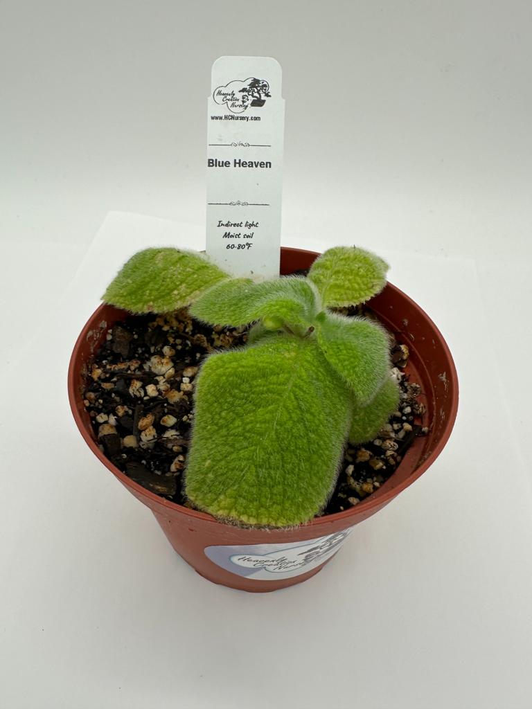Blue Heaven - Live Episcia 4"