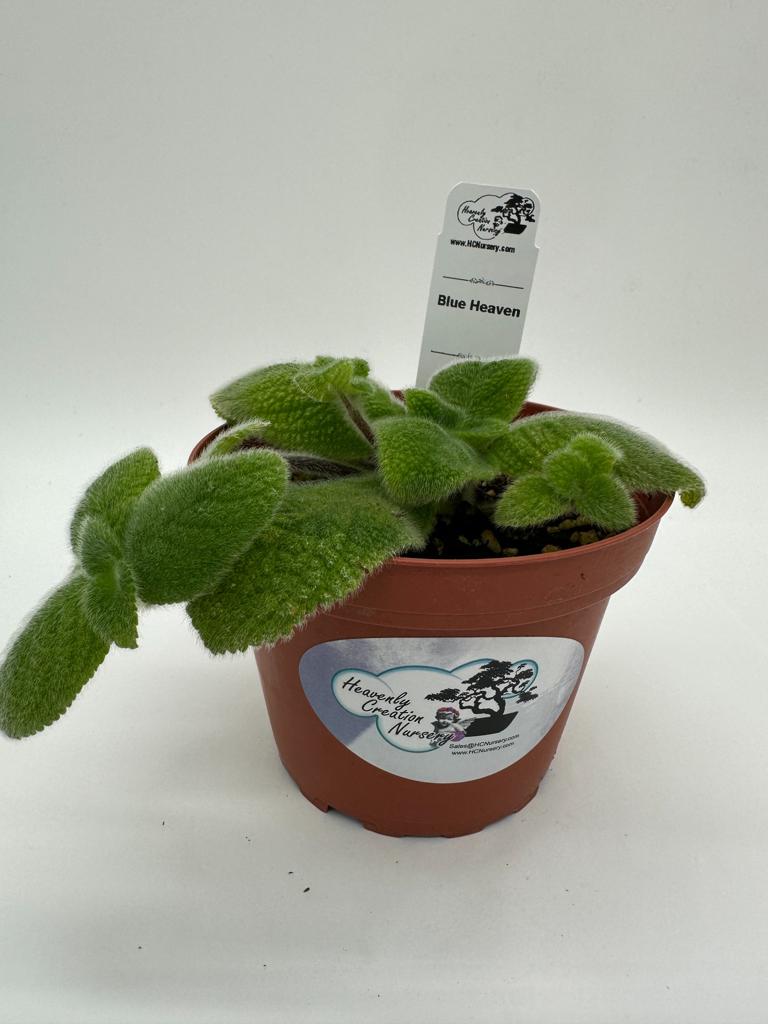 Blue Heaven - Live Episcia 4"
