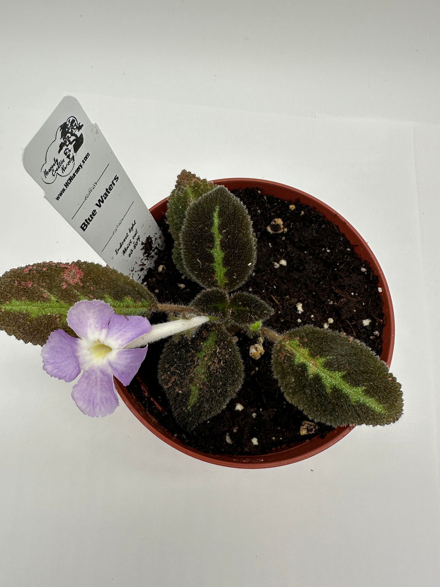 Blue Waters - Live Episcia 4"