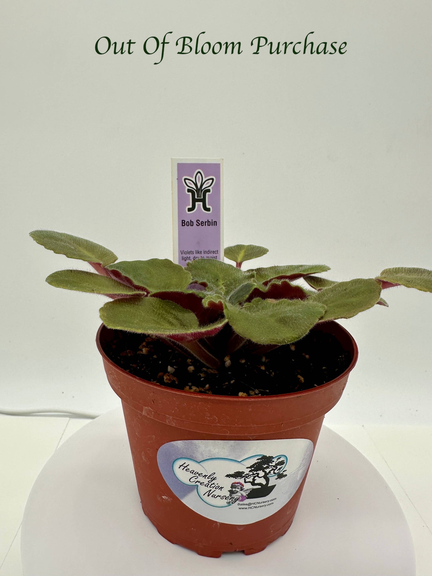 Bob Serbin - Live African Violet 4"