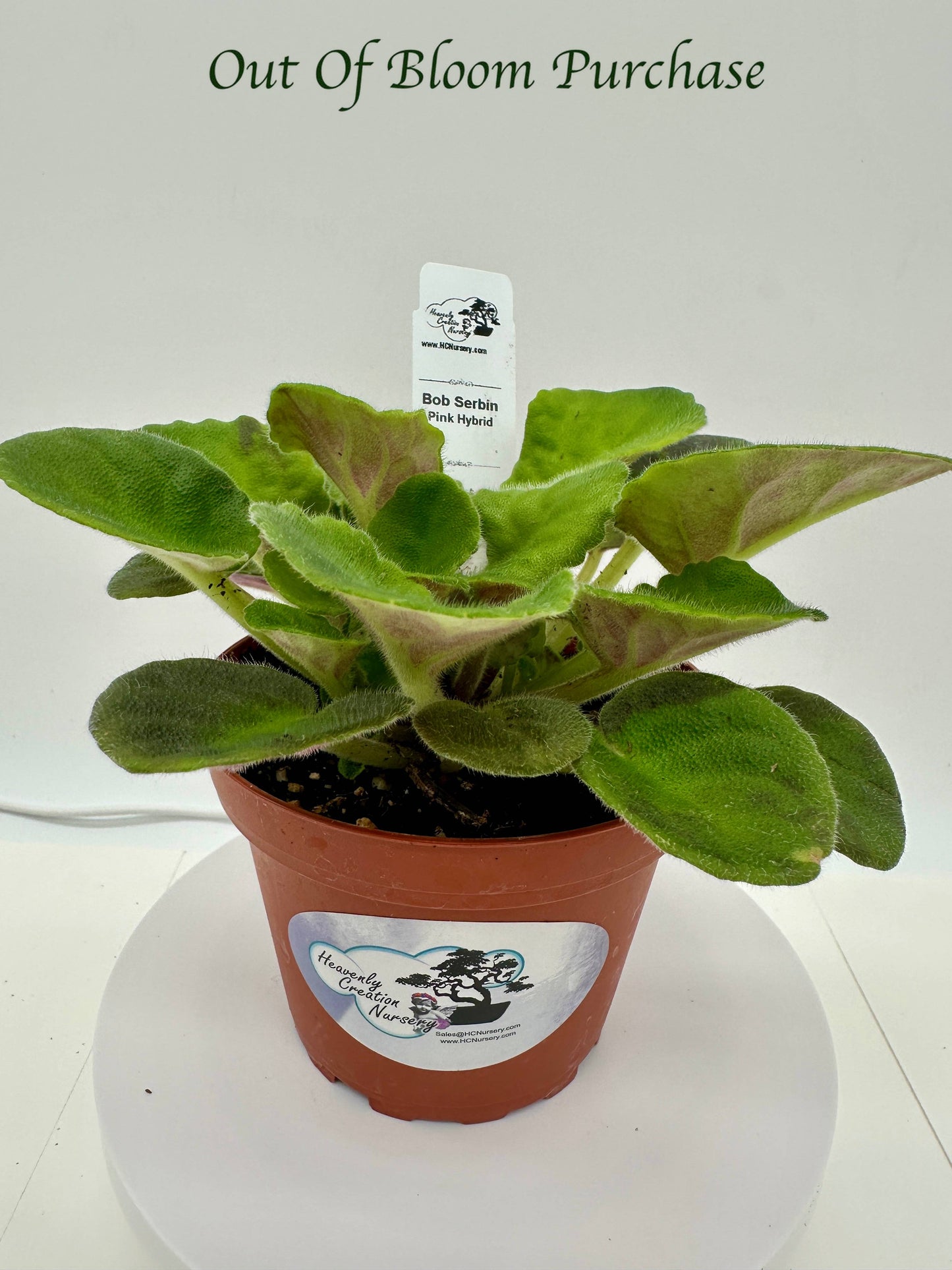 Bob Serbin / Pink Hybrid - Live African Violet 4"
