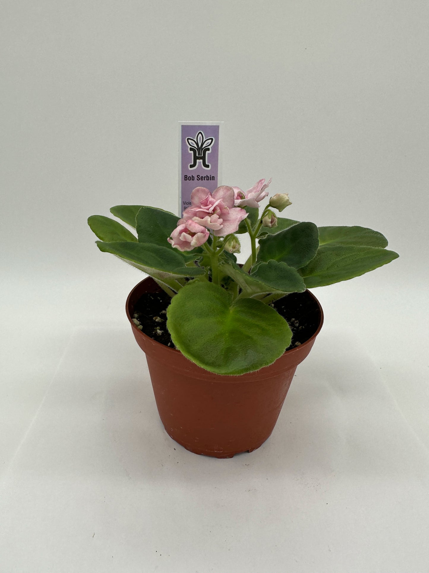 Bob Serbin / Pink Hybrid - Live African Violet 4"