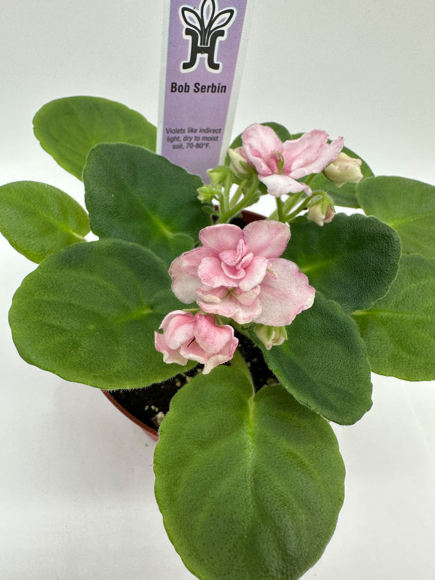 Bob Serbin / Pink Hybrid - Live African Violet 4"