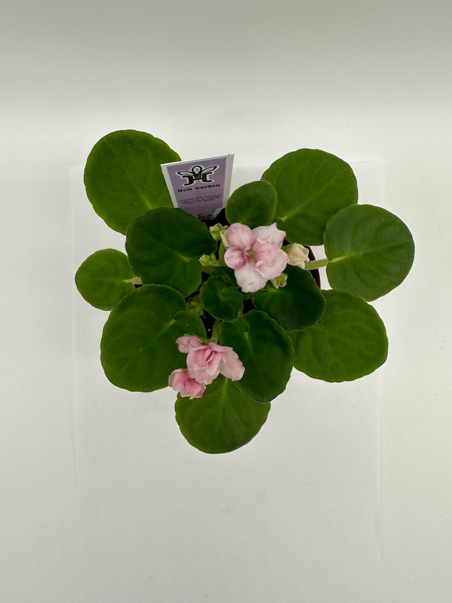 Bob Serbin / Pink Hybrid - Live African Violet 4"