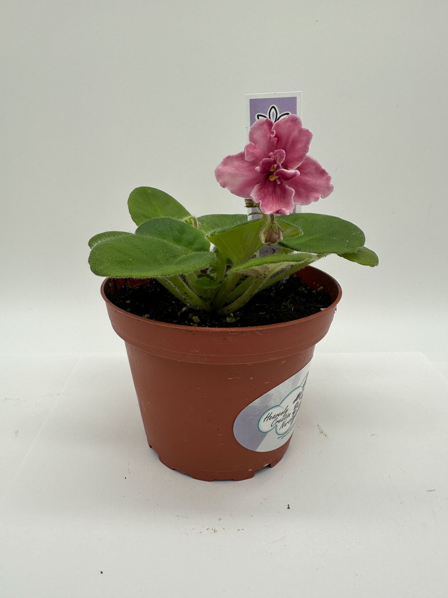 Bob Serbin / Pink Hybrid - Live African Violet 4"
