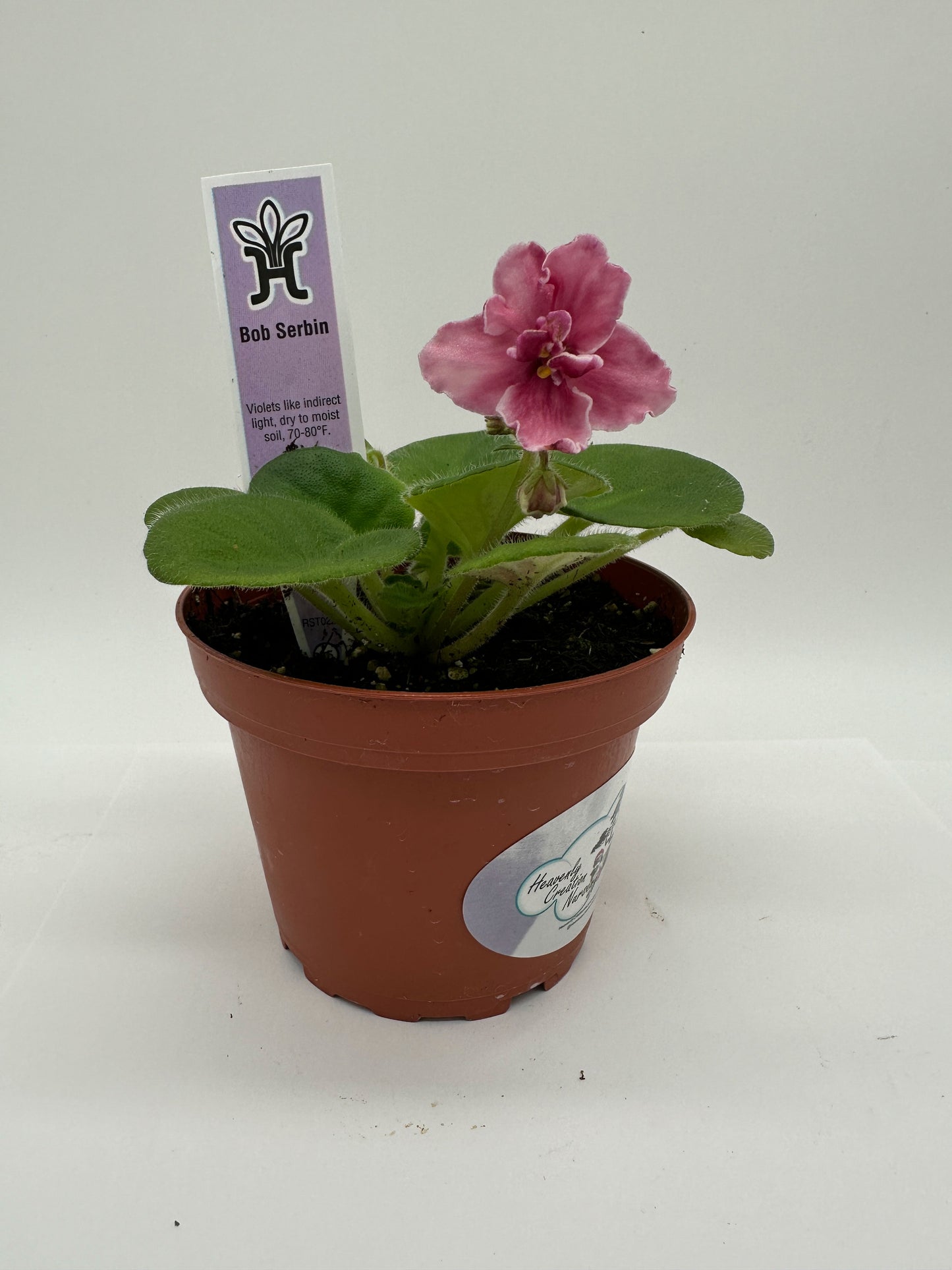 Bob Serbin / Pink Hybrid - Live African Violet 4"