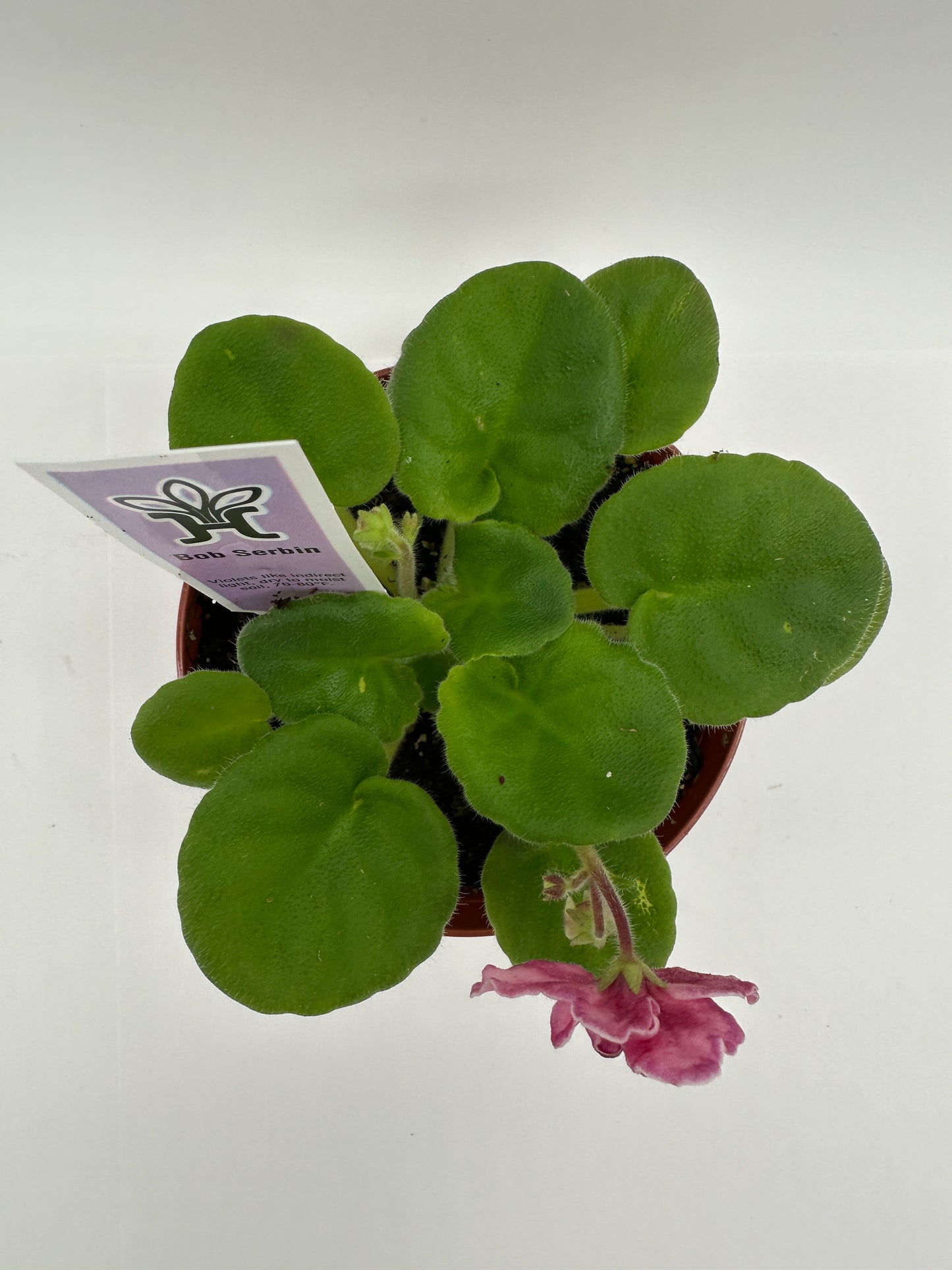 Bob Serbin / Pink Hybrid - Live African Violet 4"