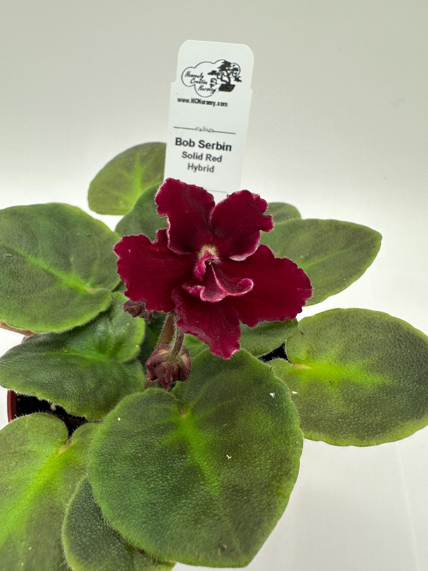 Bob Serbin - Solid Red Hybrid - Live African Violet 4"