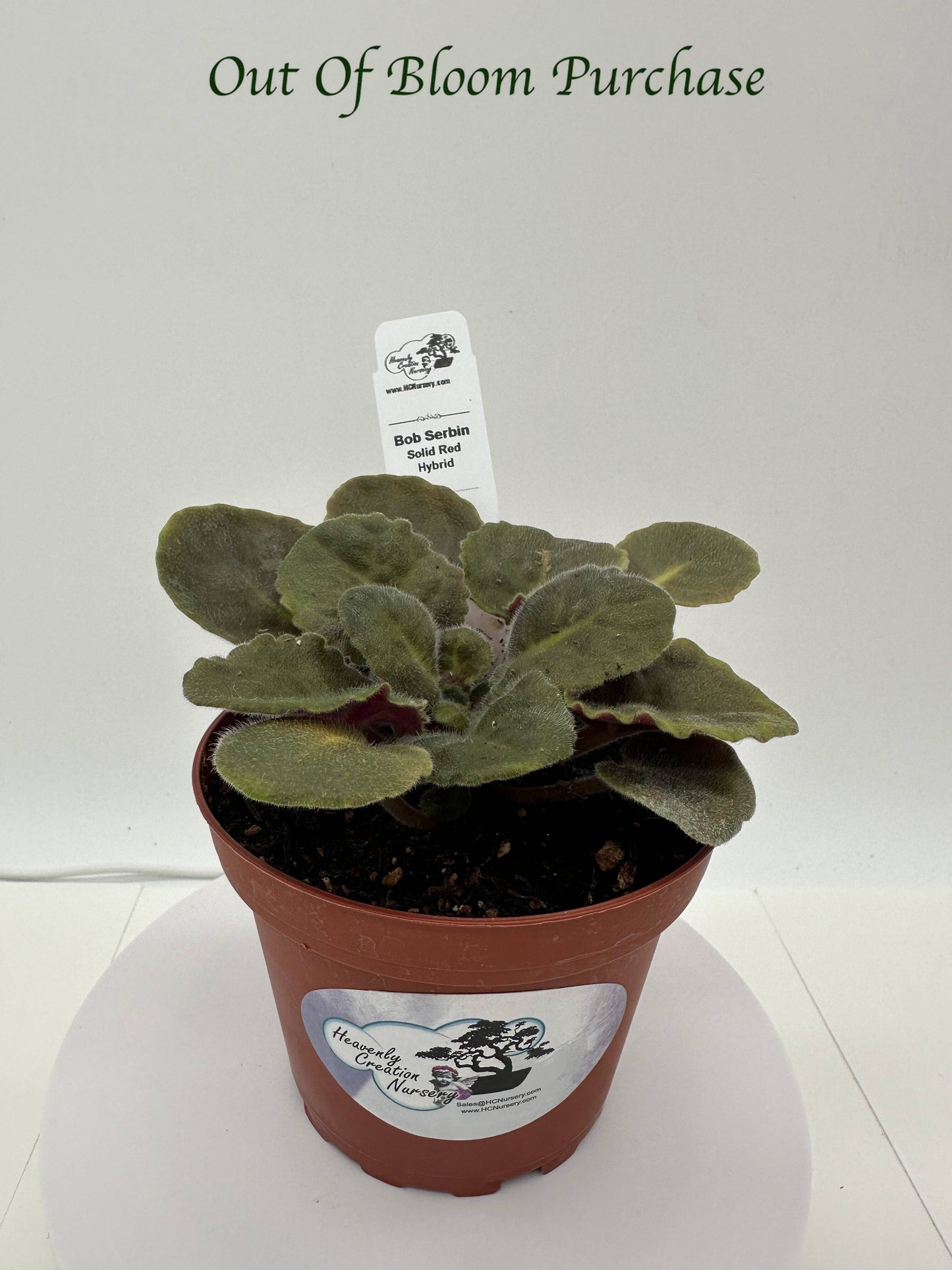 Bob Serbin - Solid Red Hybrid - Live African Violet 4"