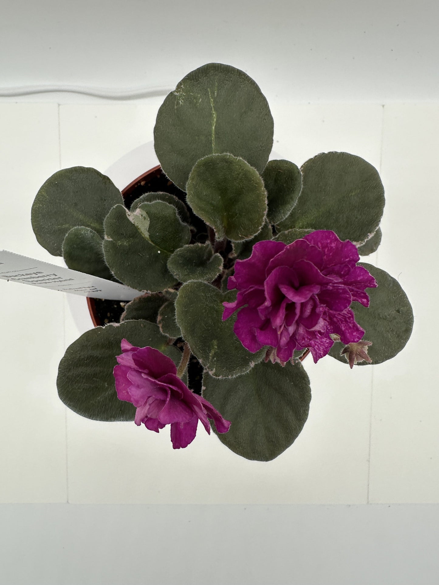Buckeye Cranberry Sparkler - Purple Hybrid - Live African Violet 4"