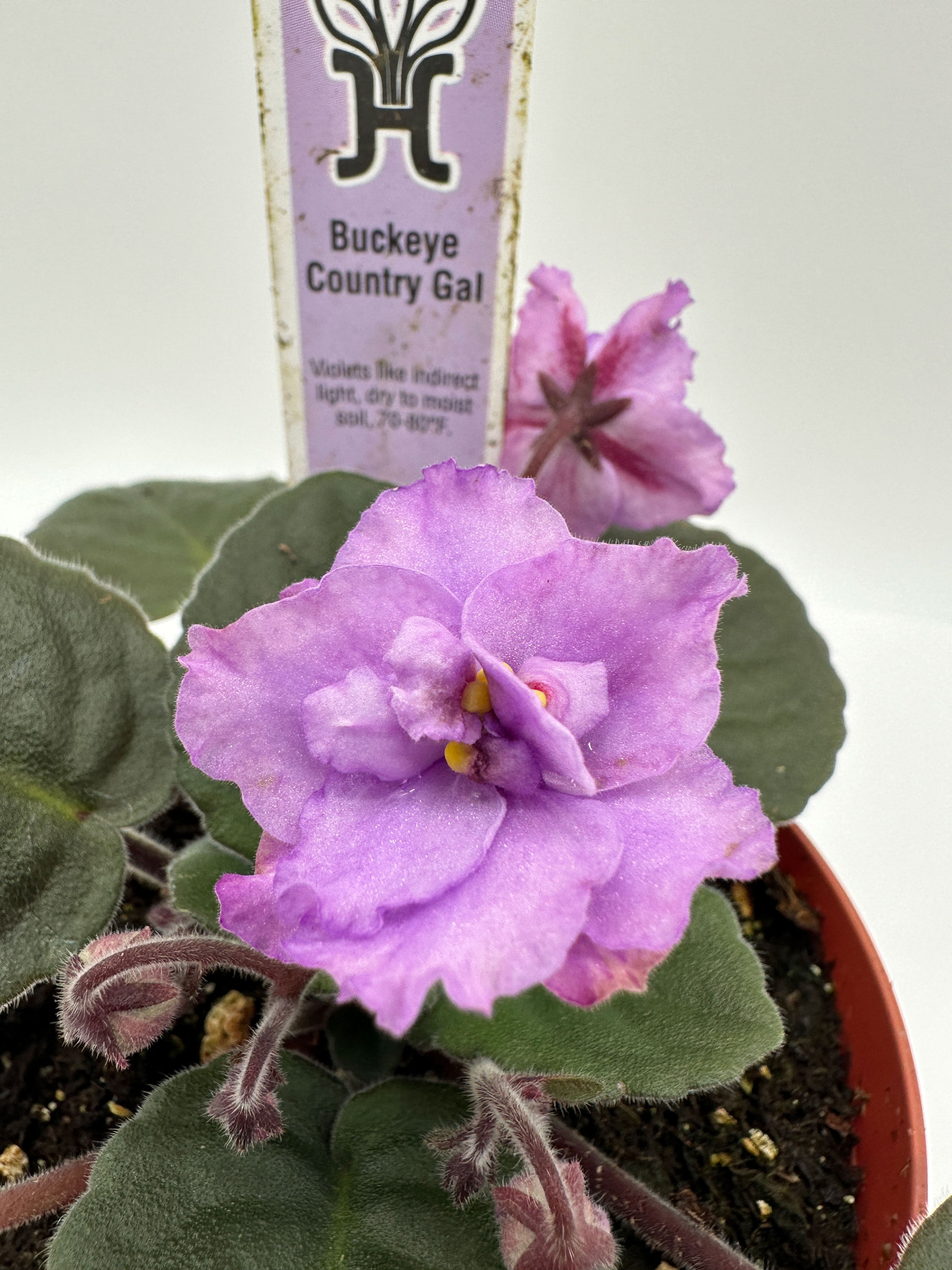 Buckeye Country Gal Live African Violet 4" Heavenly Creation Nursery