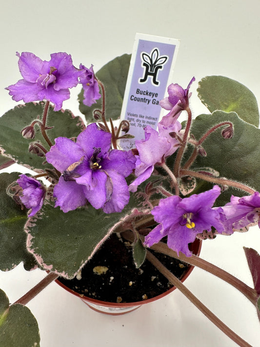 Buckeye Country Gal - Live African Violet 4"