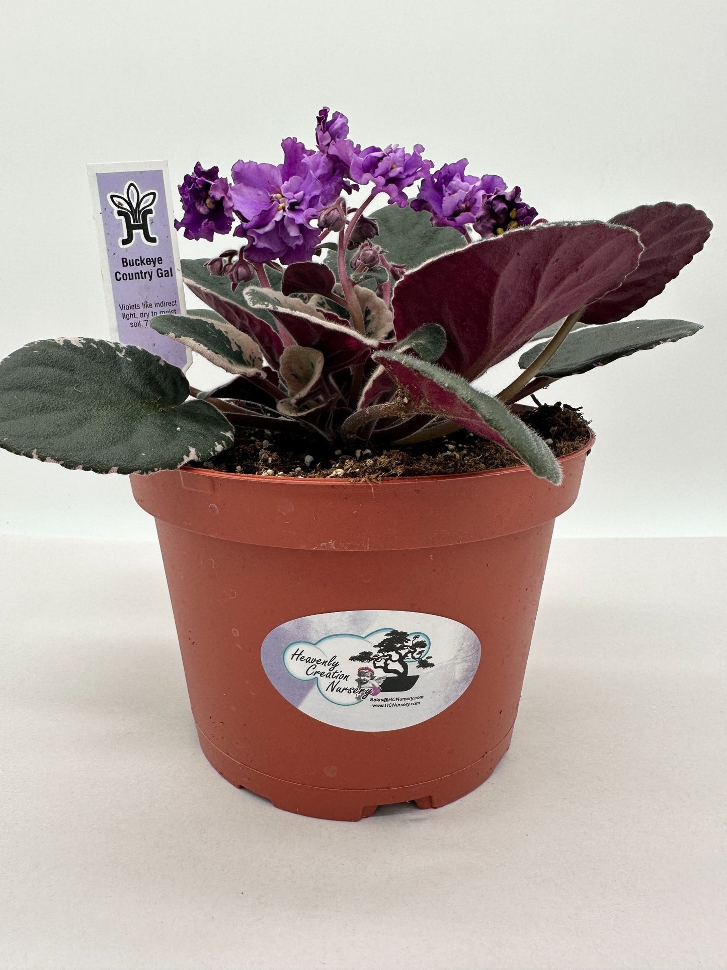 Buckeye Country Gal - Live African Violet 6"