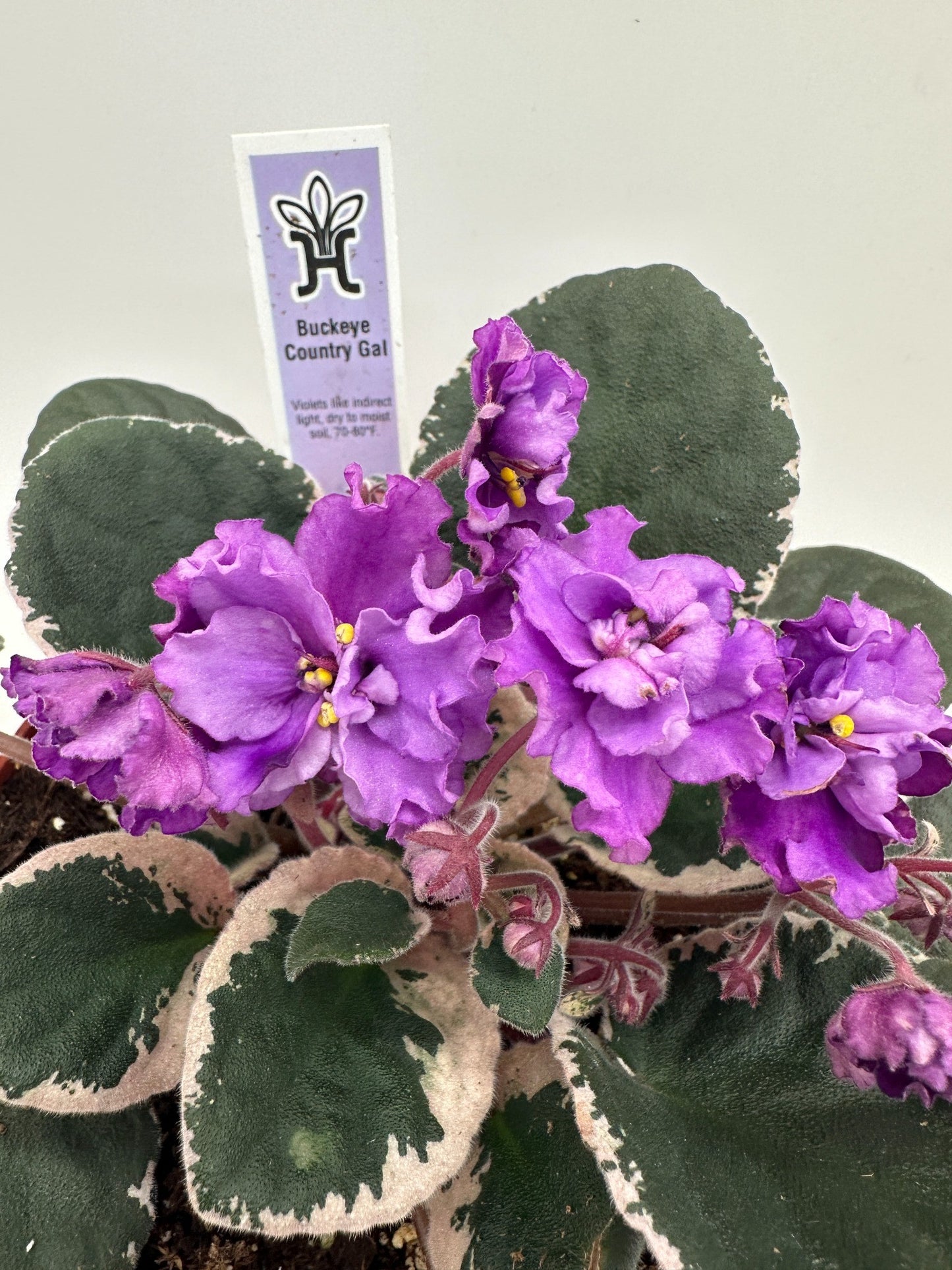 Buckeye Country Gal - Live African Violet 6"