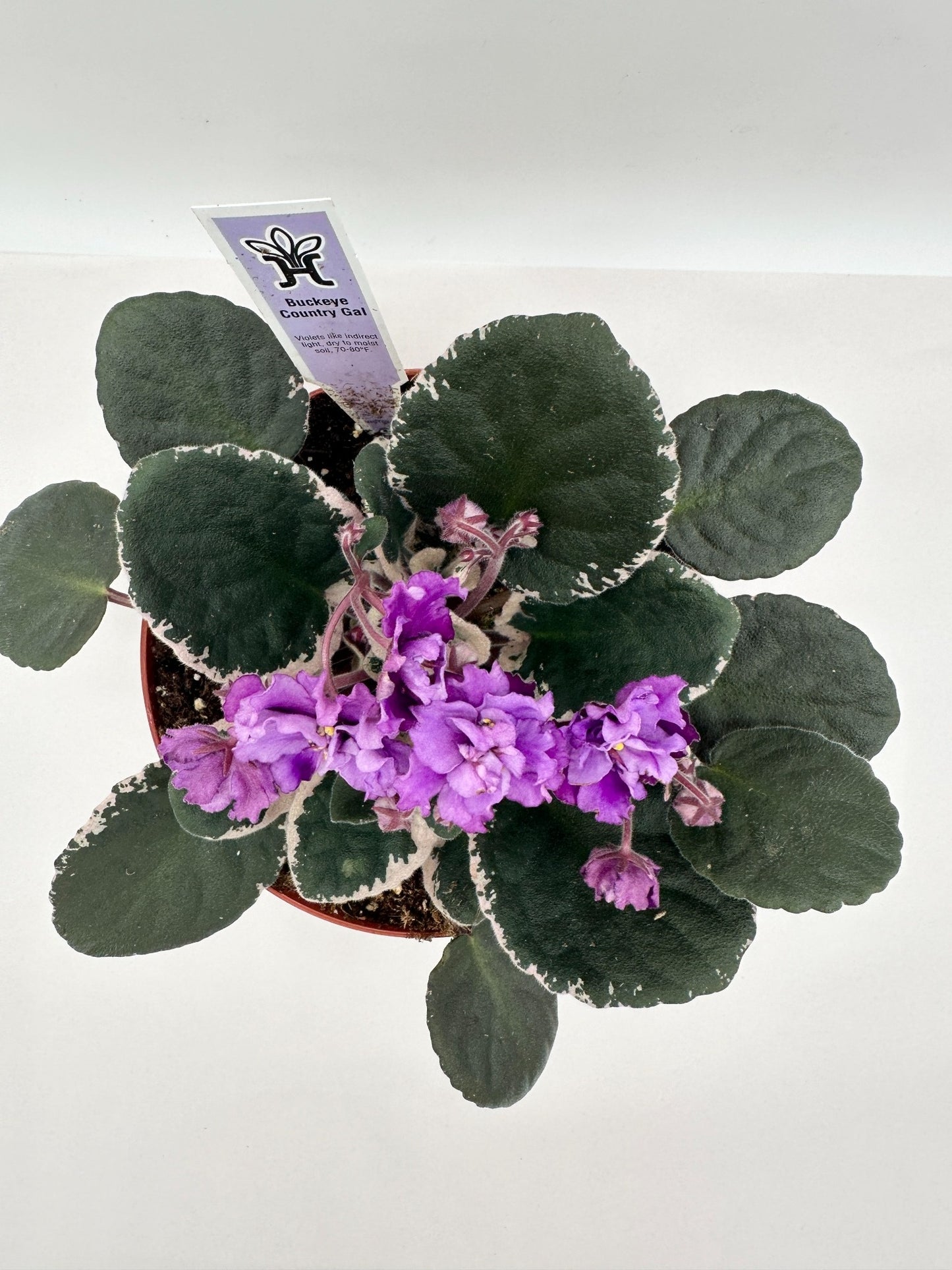 Buckeye Country Gal - Live African Violet 6"