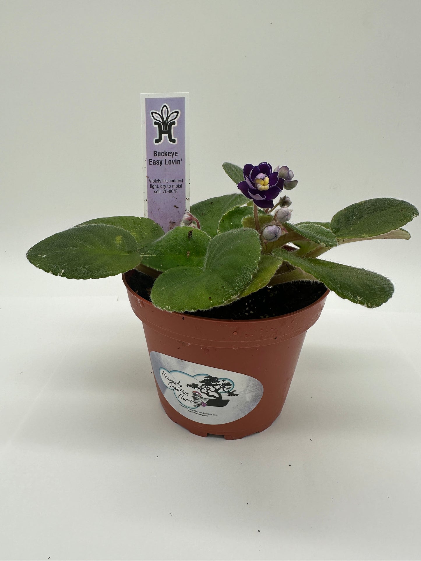Buckeye Easy Lovin - Live African Violet 4"