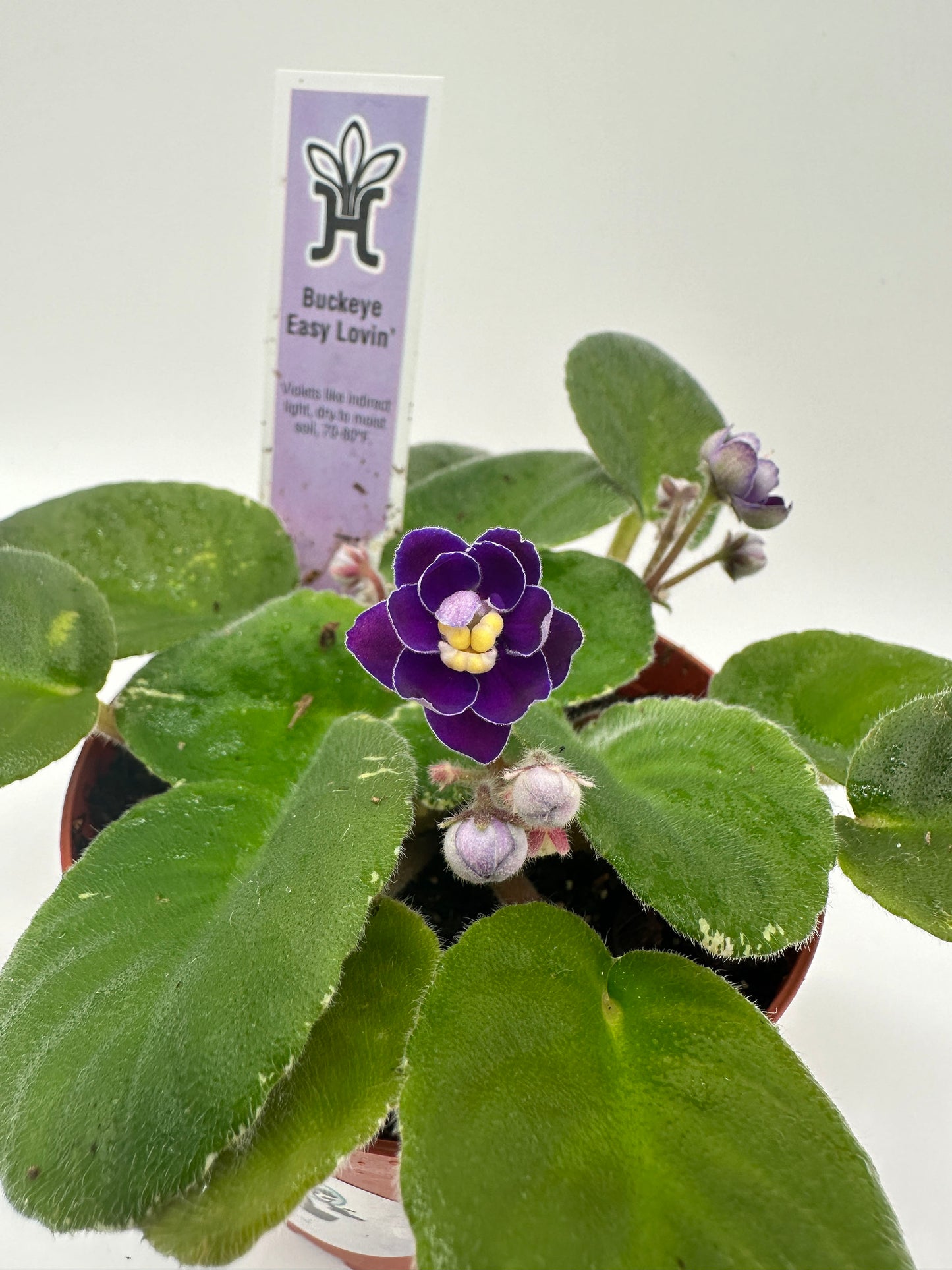 Buckeye Easy Lovin - Live African Violet 4"
