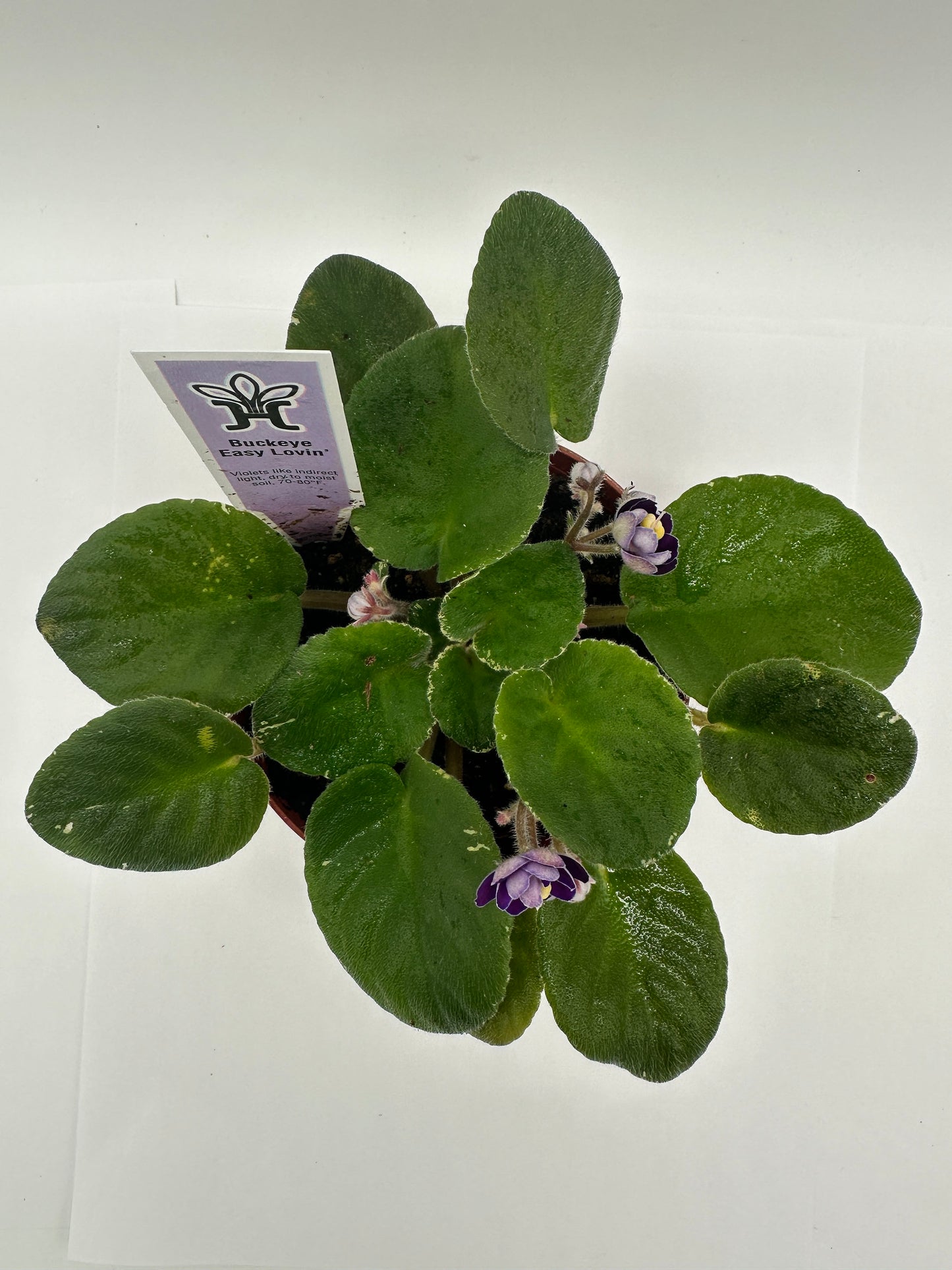 Buckeye Easy Lovin - Live African Violet 4"