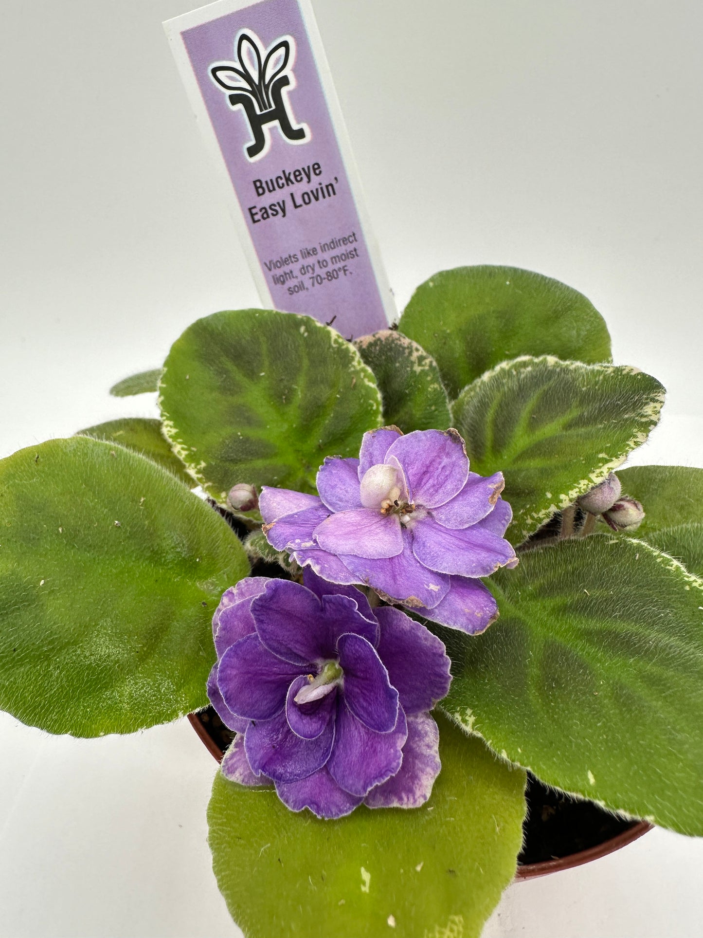 Buckeye Easy Lovin - Live African Violet 4"