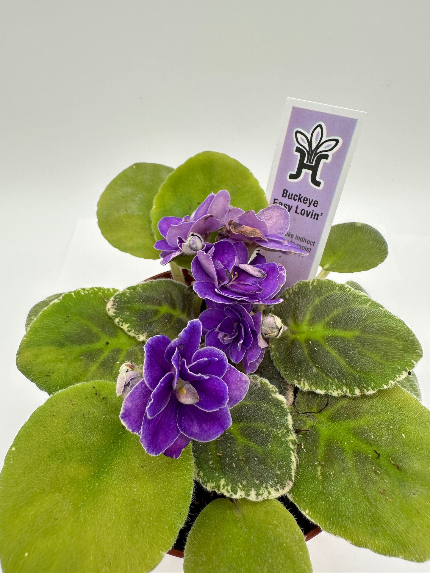 Buckeye Easy Lovin - Live African Violet 4"