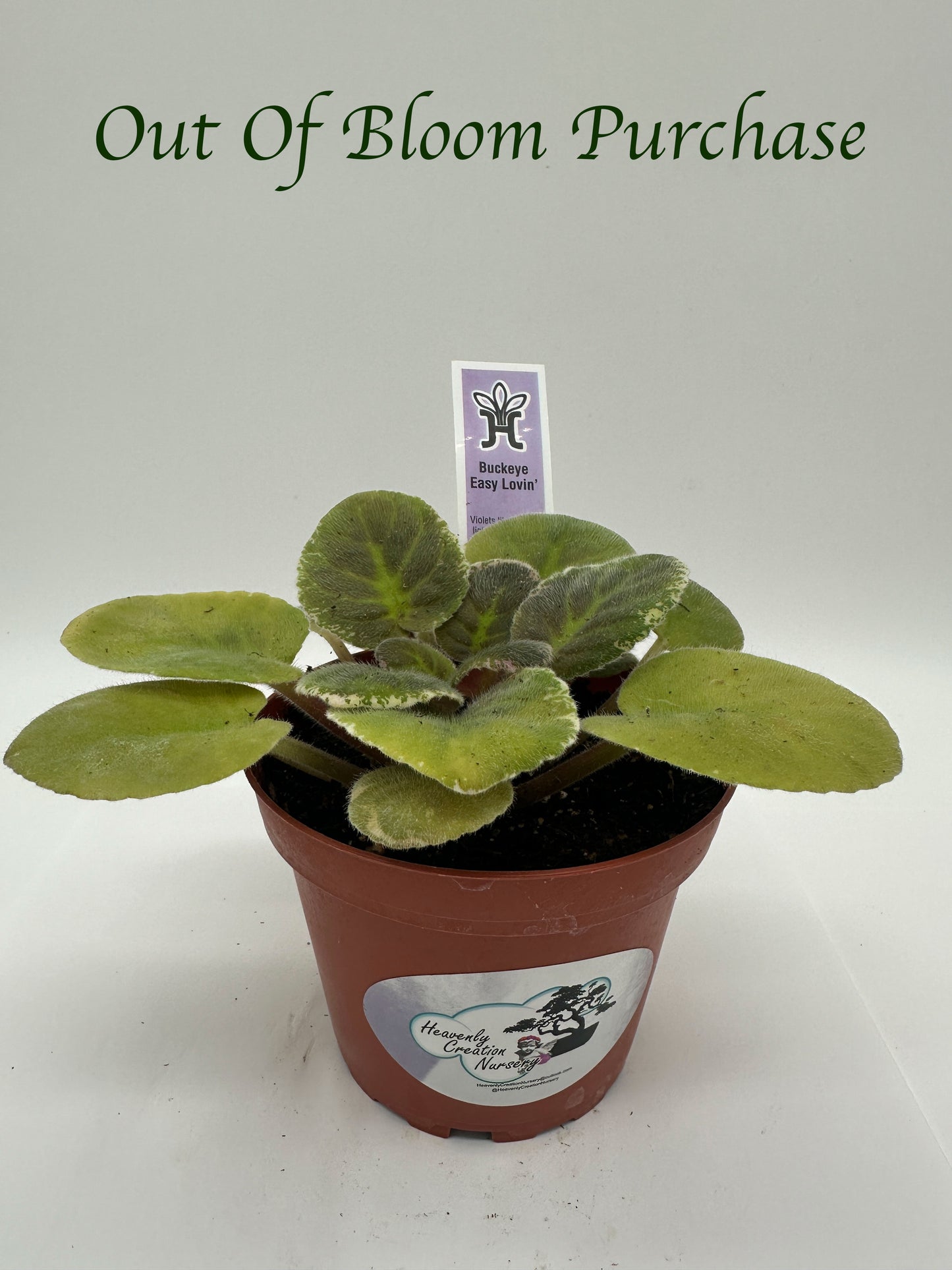 Buckeye Easy Lovin - Live African Violet 4"