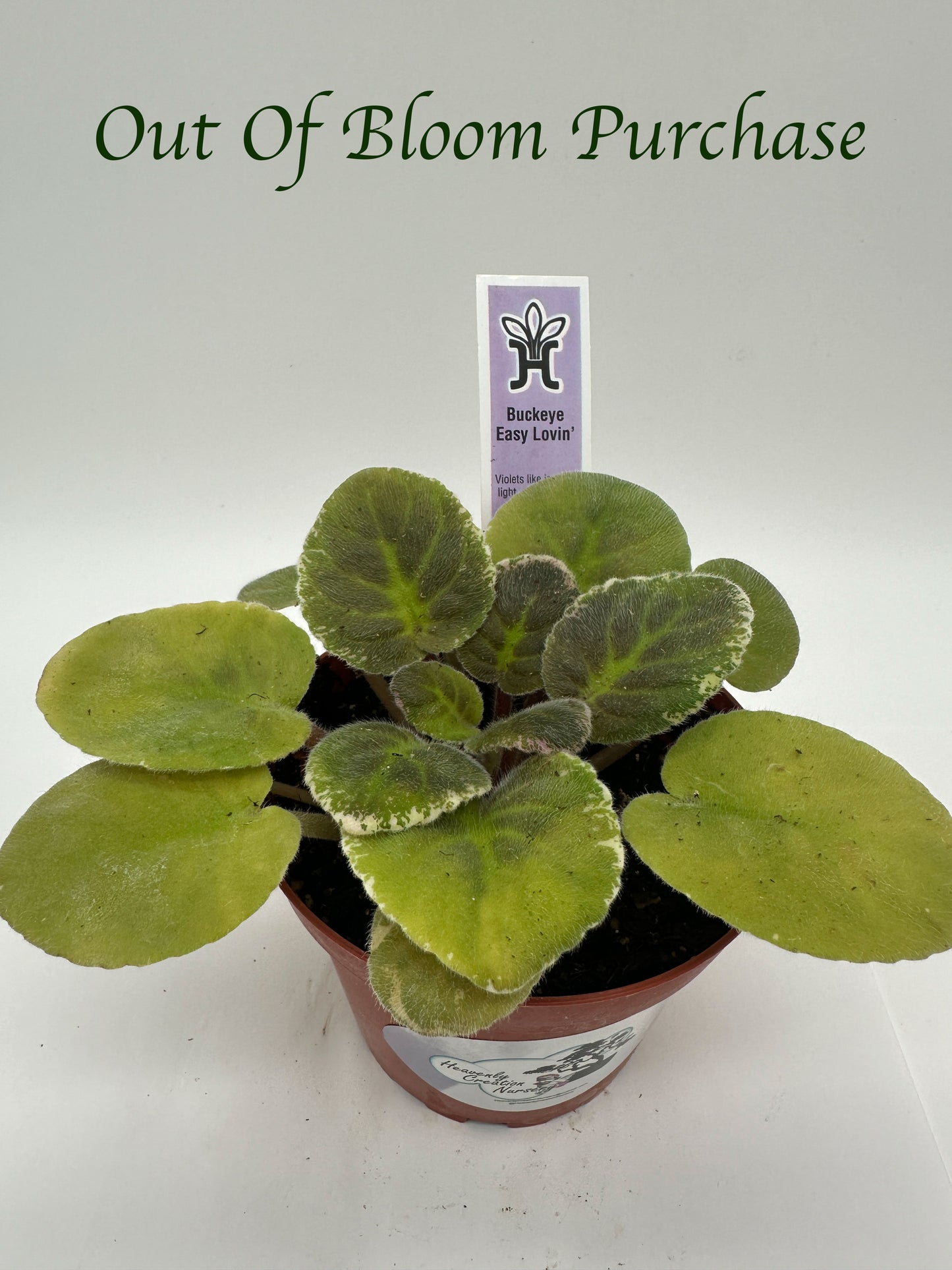 Buckeye Easy Lovin - Live African Violet 4"