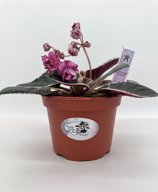 Buckeye Fiesta - Live African Violet 6"