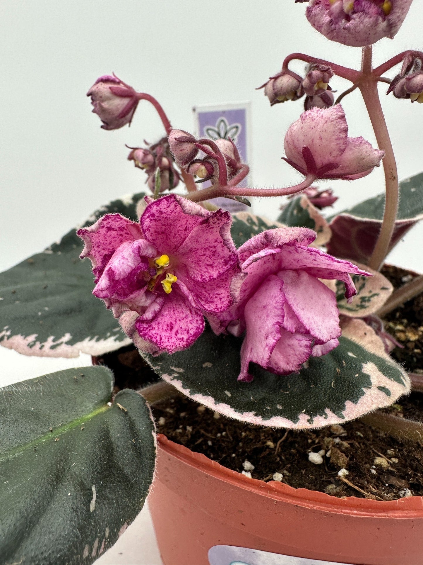 Buckeye Fiesta - Live African Violet 6"