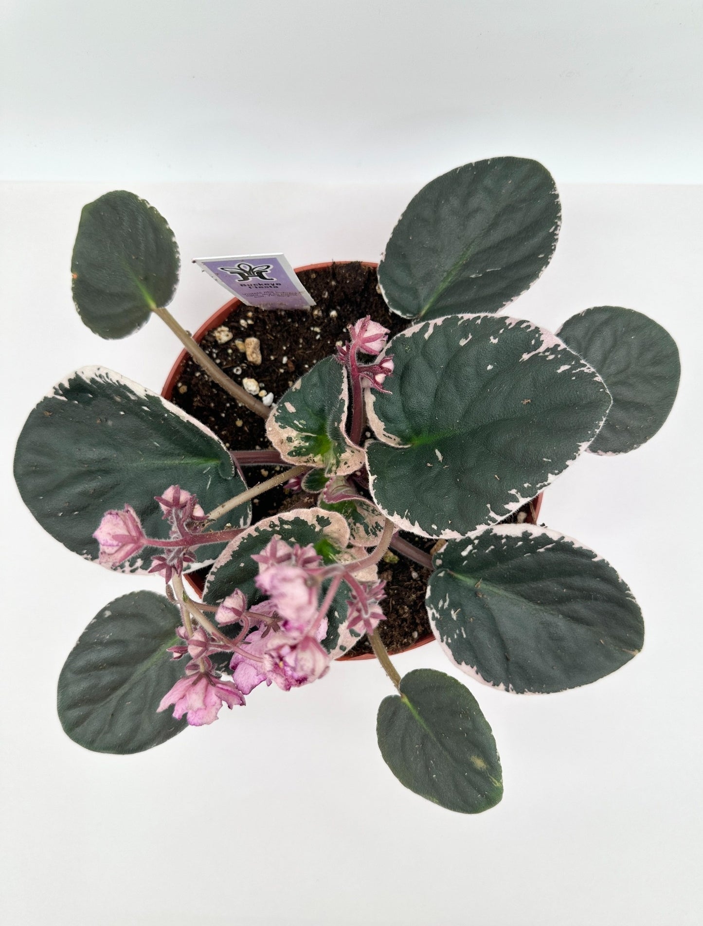 Buckeye Fiesta - Live African Violet 6"