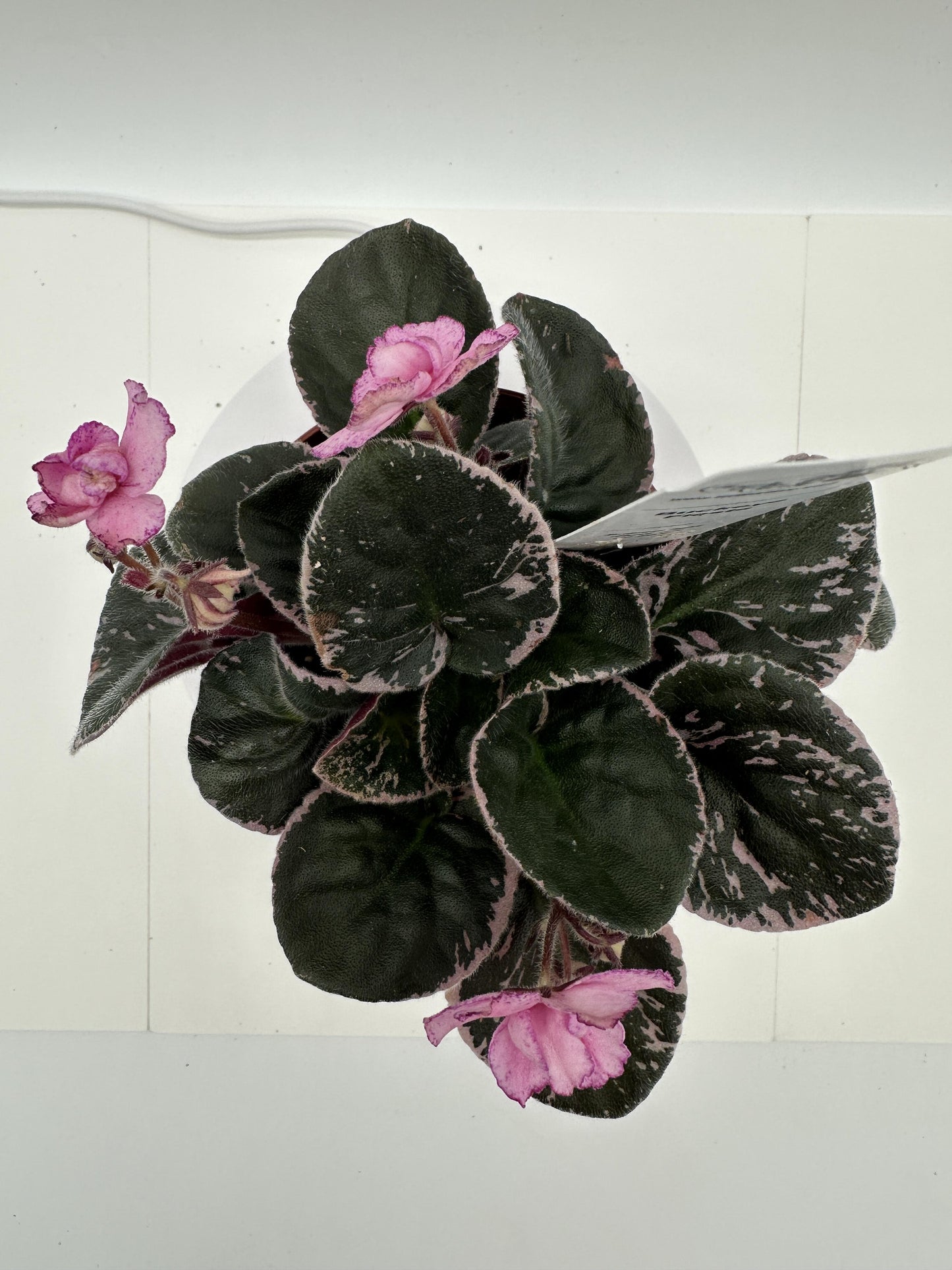 Buckeye Fiesta - Variegated - Live African Violet 4"