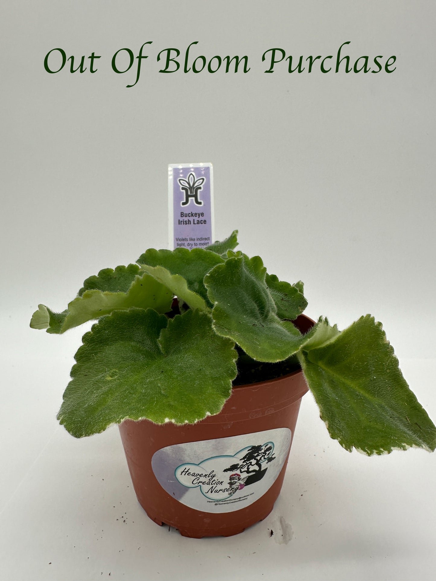 Buckeye Irish Lace - Live African Violet 4"