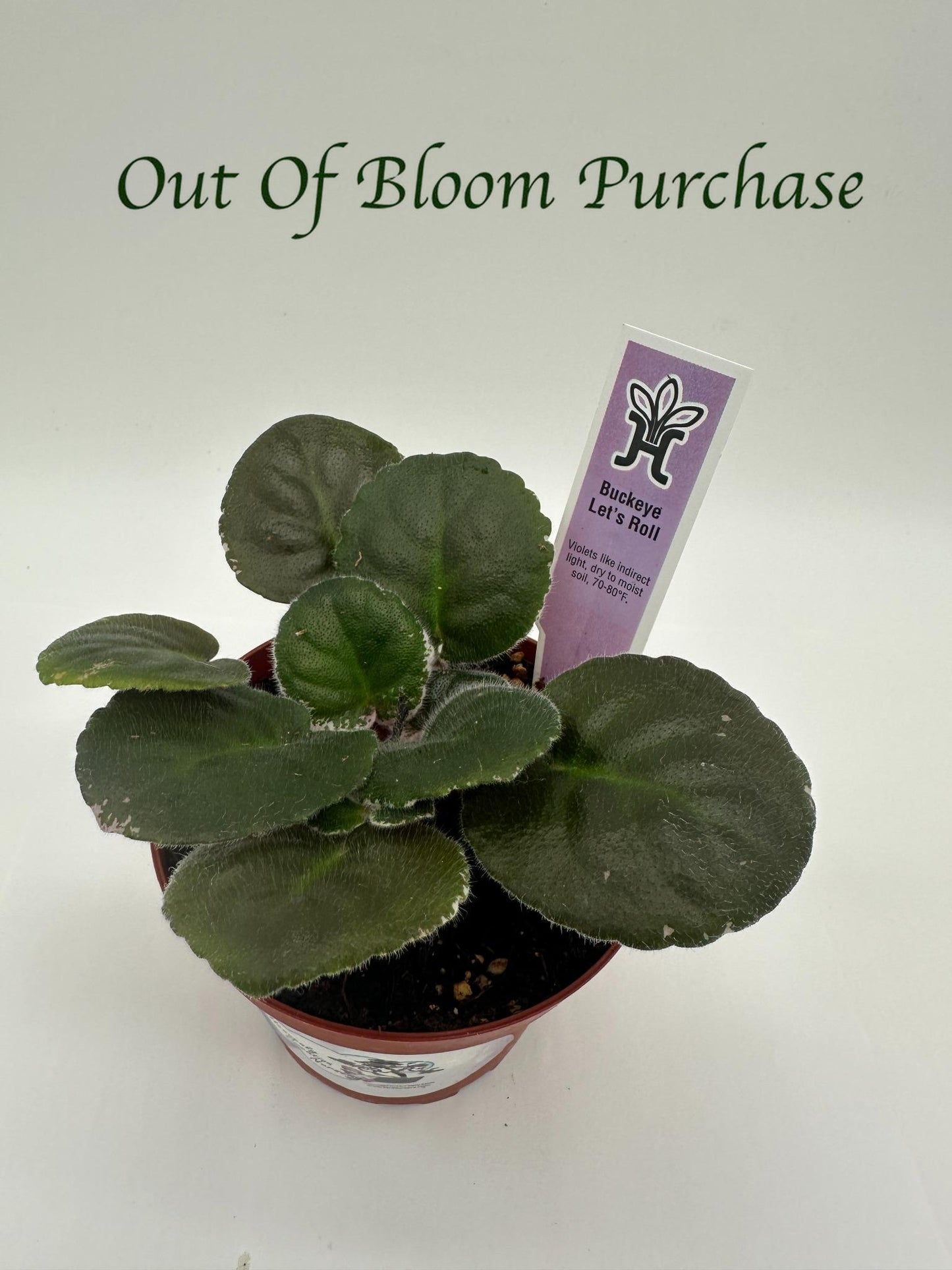 Buckeye Let's Roll - Live African Violet 4"