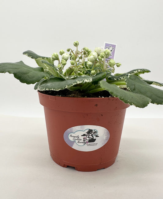 Buckeye Seductress - Live African Violet 6"