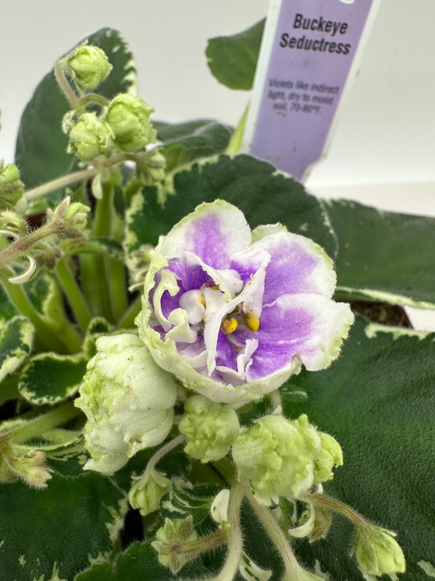 Buckeye Seductress - Live African Violet 6"