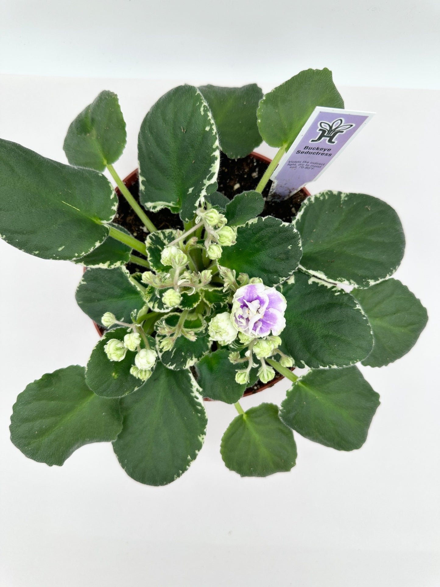 Buckeye Seductress - Live African Violet 6"