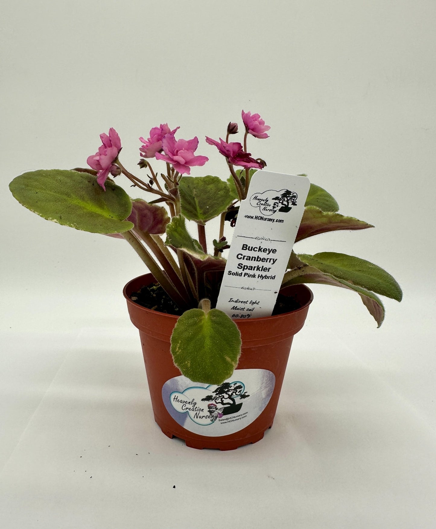 Buckeye Cranberry Sparkler - Solid Pink Hybrid - Live African Violet 4"