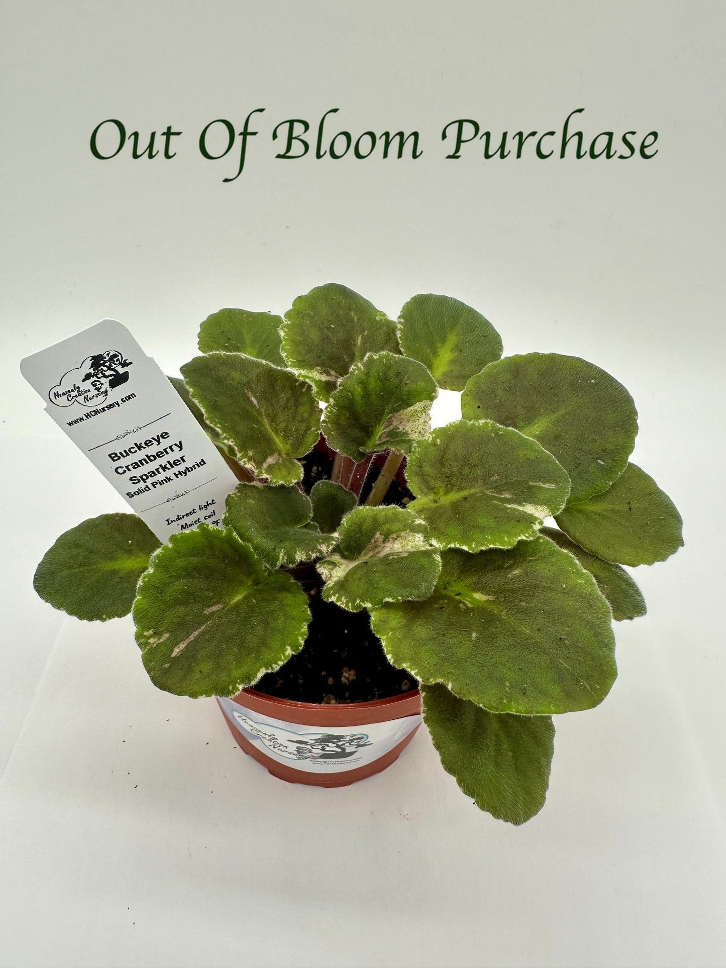 Buckeye Cranberry Sparkler - Solid Pink Hybrid - Live African Violet 4"