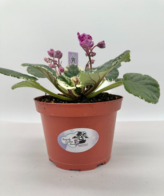 Cajun Popcorn - Live African Violet 6"